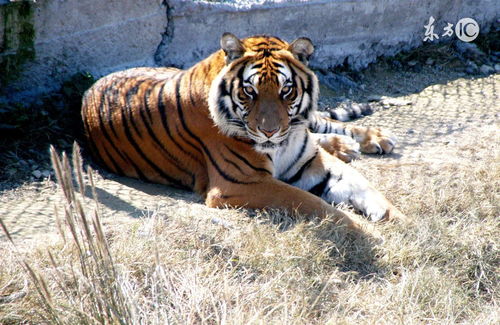 1986年属虎人2023年全年运势运程