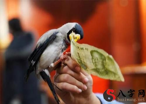 梦见小鸟飞到我的手上