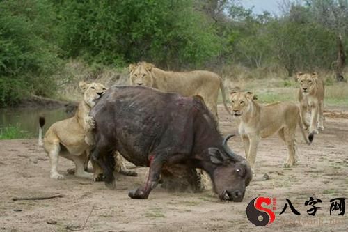 梦见自己杀死许多水牛